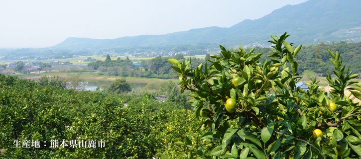 「森さんのみかん」の生産地である熊本県山鹿市の写真