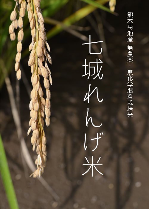 「七城れんげ米」の稲穂のアップ写真