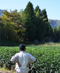 茶畑を観察する高島さんの写真