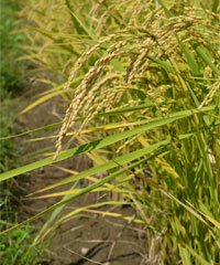 冨田自然米の稲穂の写真