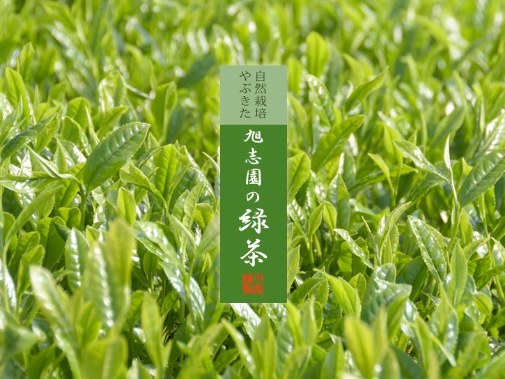 新茶の時期の旭志園やぶきた緑茶畑