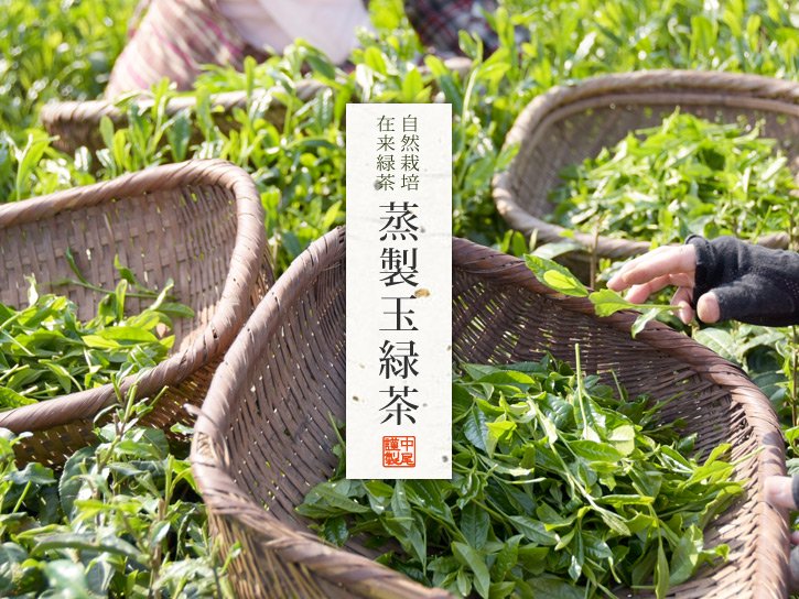 「蒸製玉緑茶」中尾さんの茶畑
