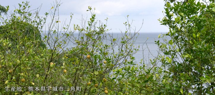 無農薬栽培の檸檬の生産地である熊本県宇城市三角町の写真