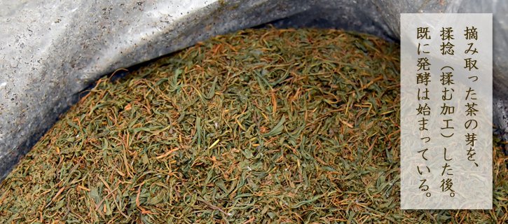 発酵途中の茶葉
