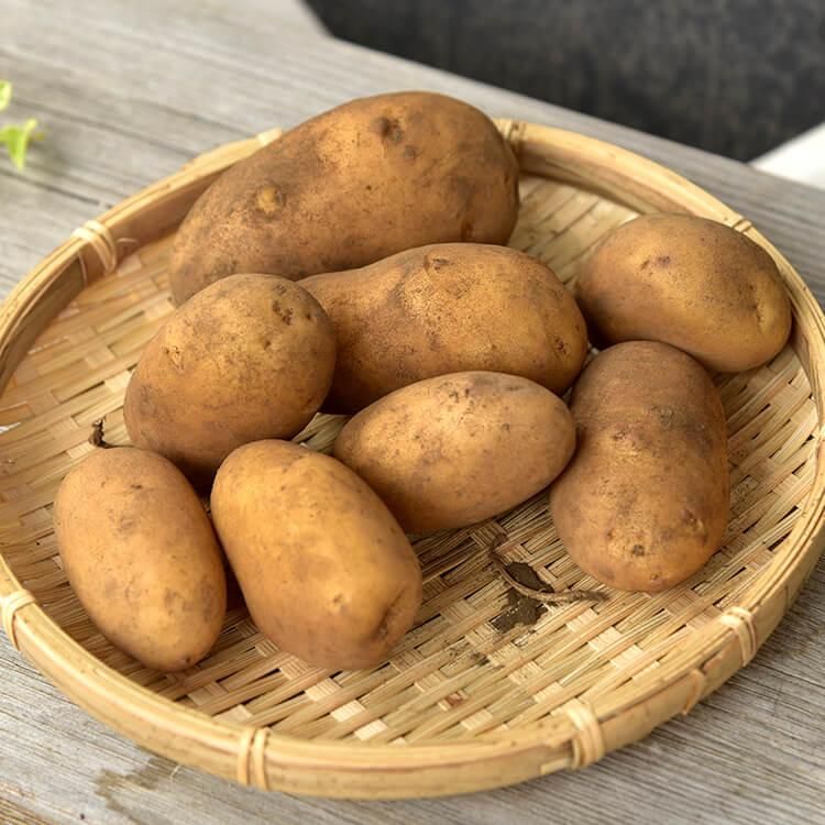 じゃがいも 肥料 じゃがいも栽培の病気について 肥料のやり方 そうか病の対策はぬかがいいってほんと じゃがいも 肥料 じゃがいも栽培の病気について 肥料のやり方 そうか病の対策はぬかがいいってほんと