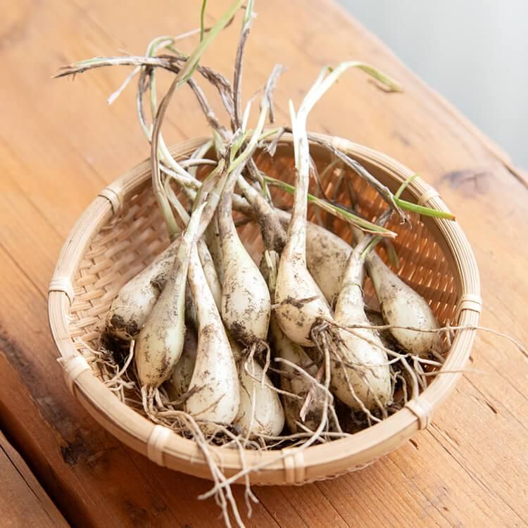 熊本県産 朝採り 新鮮らっきょう 4kg 農薬を使わずに栽培しました 熊本県産 朝採り 新鮮らっきょう 1kg 栽培中農薬不使用 - メルカリ