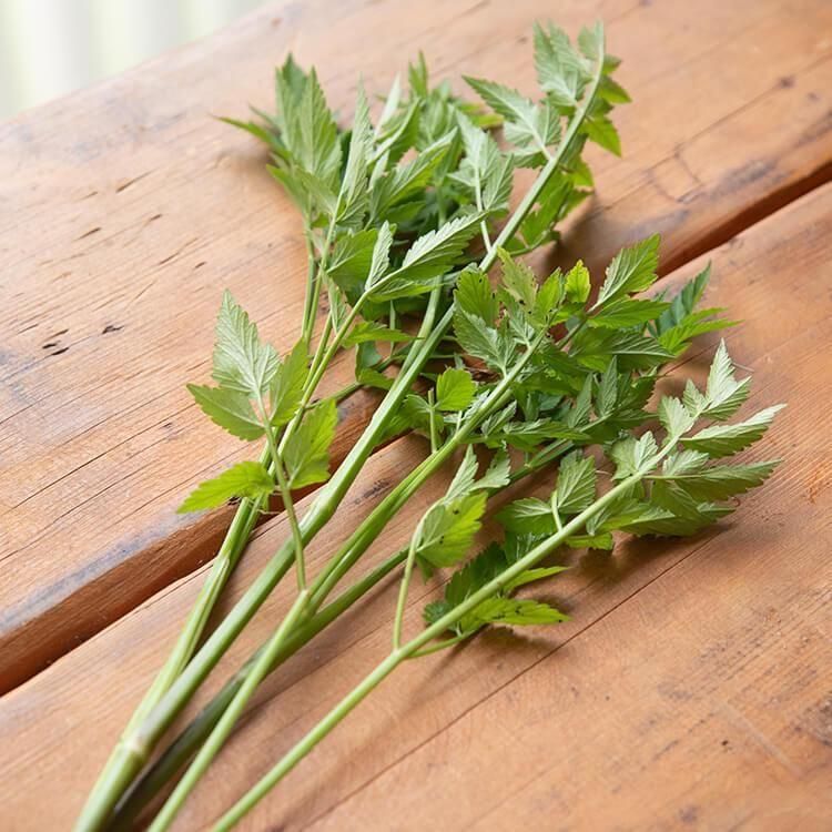 単品野菜 - 自然派きくち村 | 自然栽培・無農薬(栽培期間中農薬 単品野菜 - 自然派きくち村 | 自然栽培・無農薬(栽培期間中農薬