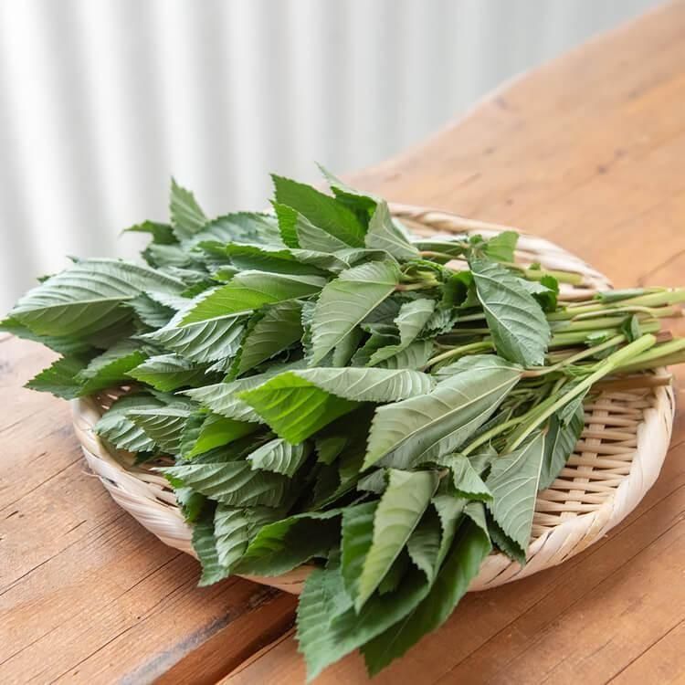 予約販売 - 自然派きくち村 | 自然栽培・無農薬（栽培期間中農薬