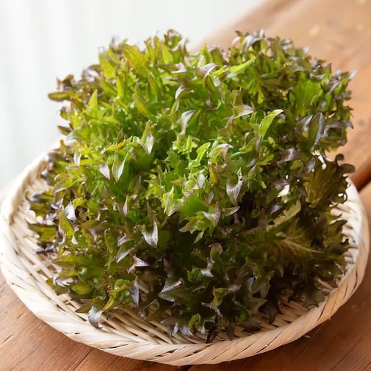 <img class='new_mark_img1' src='https://img.shop-pro.jp/img/new/icons5.gif' style='border:none;display:inline;margin:0px;padding:0px;width:auto;' />11/18()ȯʬ_Υե쥿(ϥ󥵥å)(Ի) 1