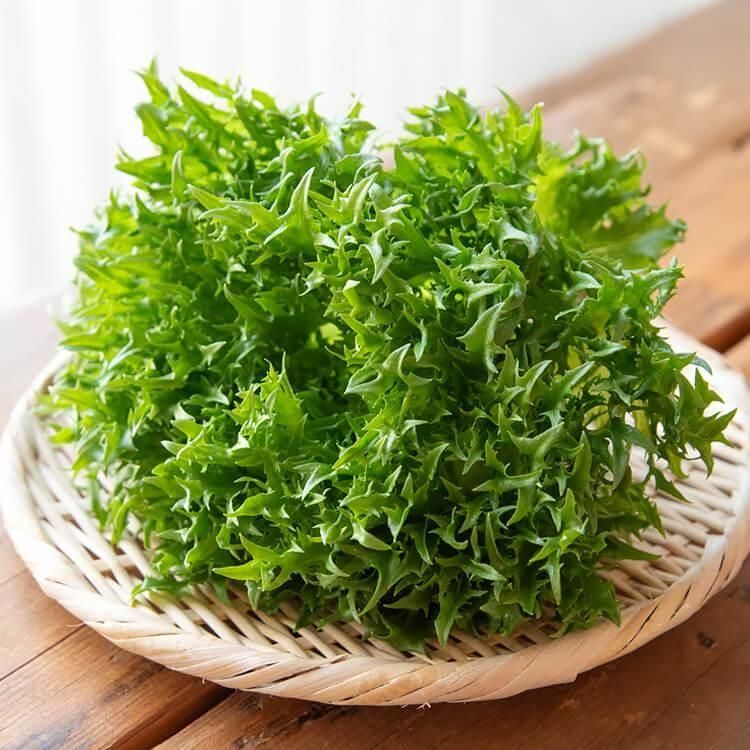 <img class='new_mark_img1' src='https://img.shop-pro.jp/img/new/icons5.gif' style='border:none;display:inline;margin:0px;padding:0px;width:auto;' />11/18()ȯʬ_Υե쥿(ϥ󥵥॰꡼)(Ի) 1