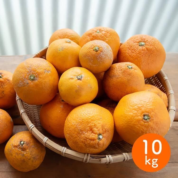 <img class='new_mark_img1' src='https://img.shop-pro.jp/img/new/icons5.gif' style='border:none;display:inline;margin:0px;padding:0px;width:auto;' />��������Τߤ���(�������ݡ����ʳ�) 10kg���������ߡ�