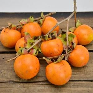 <img class='new_mark_img1' src='https://img.shop-pro.jp/img/new/icons5.gif' style='border:none;display:inline;margin:0px;padding:0px;width:auto;' />11/4()ȯʬ_錄ʤɴν³ () 1kg Ť괳