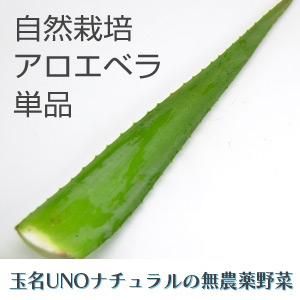 玉名unoナチュラル 自然栽培アロエベラ 約300g