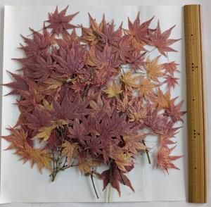 秋モミジ - 押し花専門店 『アトリエ 四季の花』 秋モミジ - 押し花専門店 『アトリエ 四季の花』