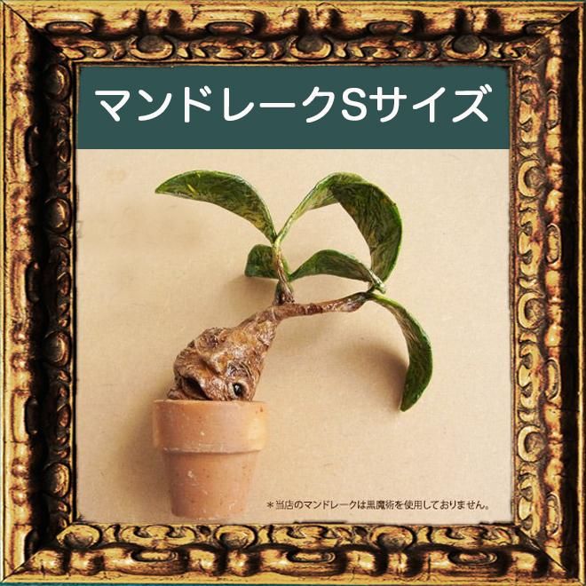 マンドレーク専門店 - 魔法の道具屋ROOT PEOPLE マンドレーク専門店 - 魔法の道具屋ROOT PEOPLE