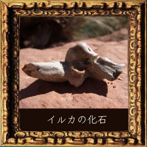 イルカの耳石・化石4（アメリカ　フロリダ産）