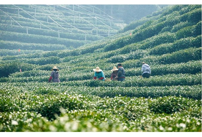 中国茶・台湾茶専門店 今古茶藉 (ここんちゃせき)