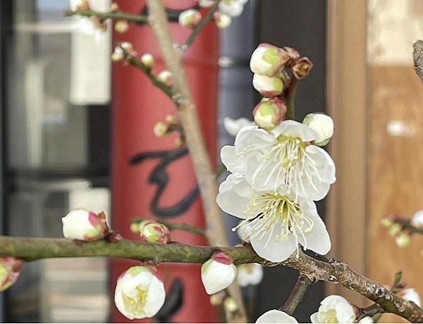 中国茶・台湾茶専門店 今古茶藉 (ここんちゃせき)