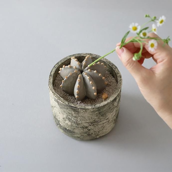 STUDIO ZOK　スタジオゾック　陶植 予約】STUDIO. ZOK｜陶植セット ランポー玉 八角 - ハシュケ