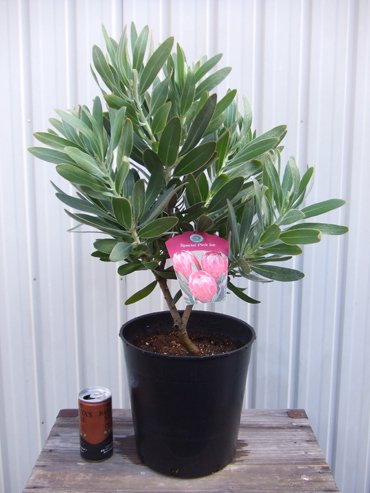 プロテア・スペシャルピンクアイス - 植物と暮らす m-plant