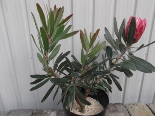 プロテア・スペシャルピンクアイス 6号 - 植物と暮らす m-plant