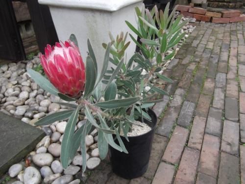 プロテア・スペシャルピンクアイス 6号 - 植物と暮らす m-plant