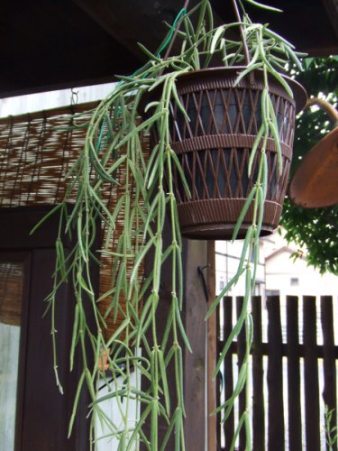 ホヤ・リネアリス ５号吊り - 植物と暮らす m-plant