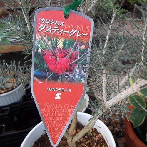 カロタムス・クアドリフィドゥス ダスティーグレー 5.5号 - 植物と