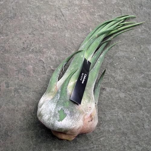 (レア)チランジア　Rex 1苗 レア)チランジア Rex 1苗