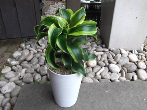 ドラセナ・トルネード（斑入り） 4号 - 植物と暮らす m-plant