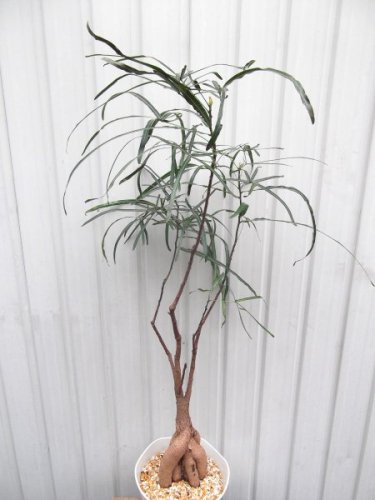 ブラキキトン ルペストリス 100ｃｍ 植物と暮らす M Plant