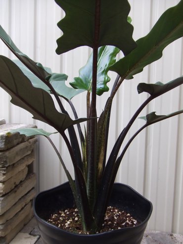 アロカシア・ラウテルバキアナ - 植物と暮らす m-plant