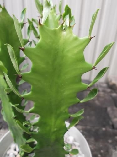 【特大】ユーフォルビア 彩雲閣 トリゴナ 多肉植物 観葉植物 おしゃれ鉢 手渡し 特大】ユーフォルビア 彩雲閣 トリゴナ 多肉植物 観葉植物