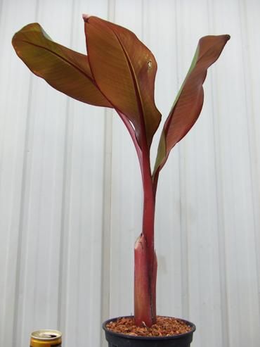 エンセテ・マウレリー - 植物と暮らす m-plant