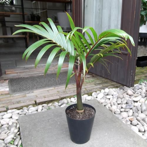 トックリヤシ 60cm - 植物と暮らす m-plant