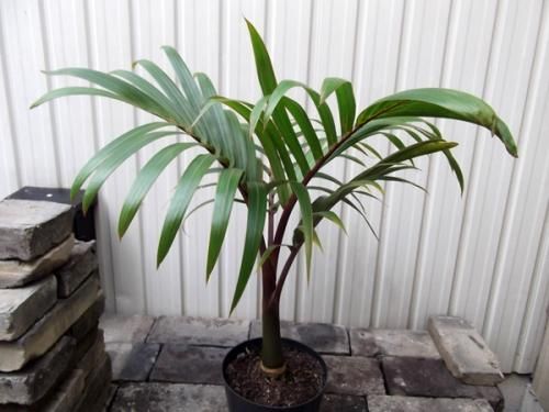 トックリヤシ　No5 トックリヤシ No5 トックリヤシ No5