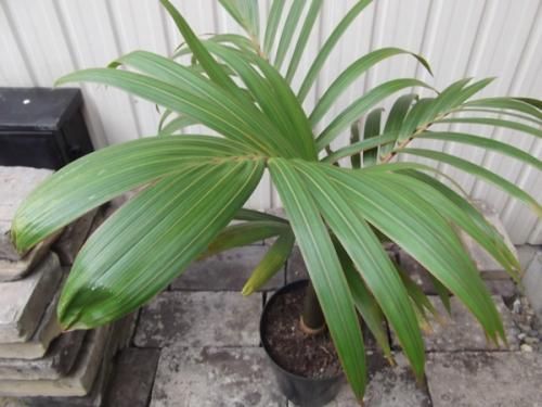 トックリヤシ 60cm - 植物と暮らす m-plant