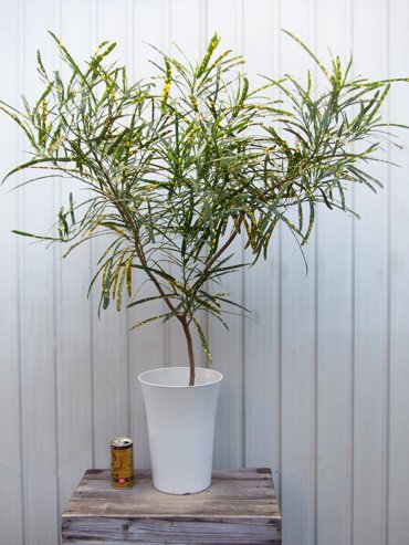 クロトン リュウセイ 植物と暮らす M Plant