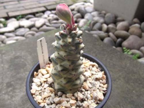 モナデニウム　リチェイ　斑入り 楽天市場】多肉植物 ◇ モナデニウム ◇ リチェイ ◇ 斑入り