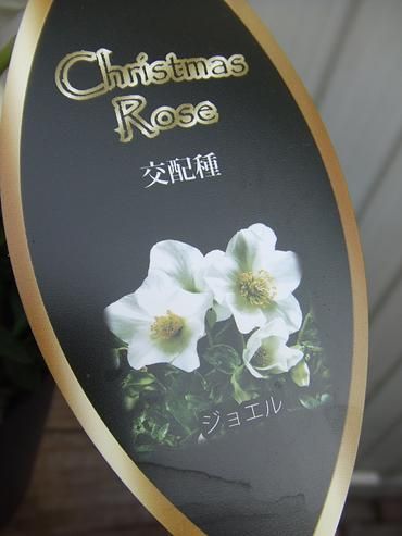クリスマスローズ ジョエル 植物と暮らす M Plant クリスマスローズ ジョエル 植物と暮らす M Plant