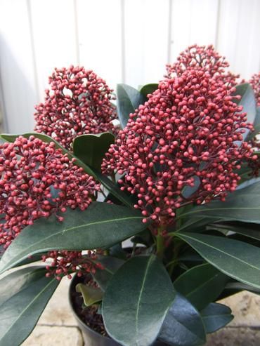 スキミア ルベラ 植物と暮らす M Plant スキミア ルベラ 植物と暮らす M Plant