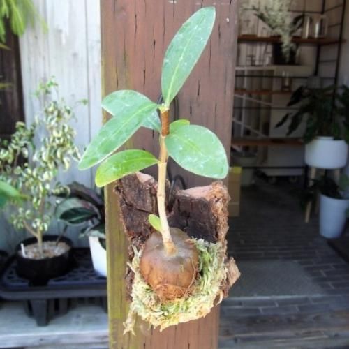 ヒドノフィツム・フォルミカルム コルク付け - 植物と暮らす m-plant