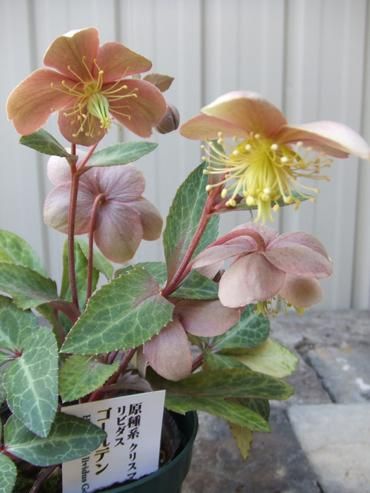 クリスマスローズ リビダス ゴールデン リーフ 植物と暮らす M Plant クリスマスローズ リビダス ゴールデン リーフ 植物と暮らす M Plant