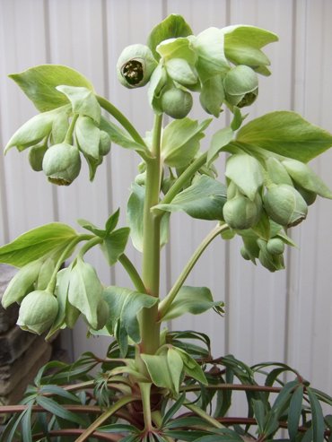 フェチダス 花付き 植物と暮らす M Plant