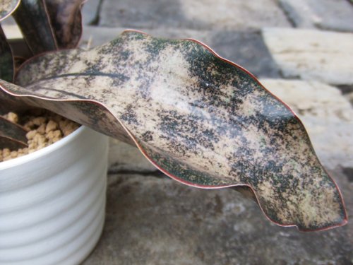 サンセベリア・キルキー・プルクラ コパトーン - m-plant（エムプラント） 植物と暮らす