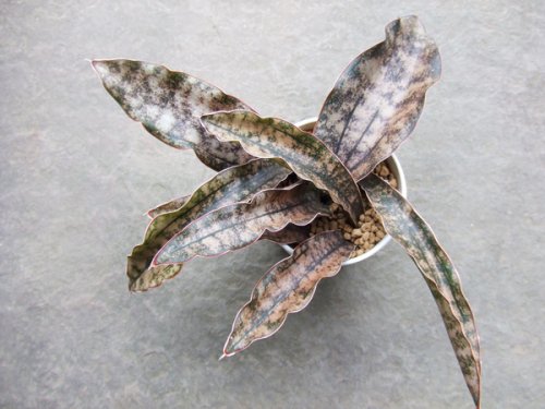サンセベリア・キルキー・プルクラ コパトーン - 植物と暮らす m-plant