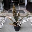 󥻥٥ꥢ륭ץ륯 ѥȡ󡡣