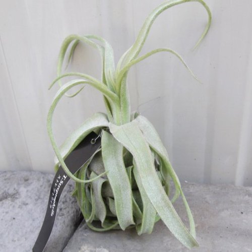 チランジア ストレプトフィラ 植物と暮らす M Plant