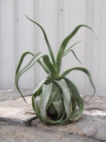 チランジア・ストレプトフィラ - 植物と暮らす m-plant