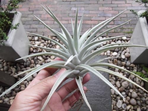 チランジア ハリシー 植物と暮らす M Plant チランジア ハリシー 植物と暮らす M Plant
